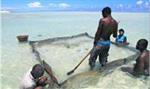 Community-based Sea Cucumber Aquaculture Trialed in Soariake MPA