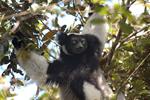 Madagascar’s Singing Lemur